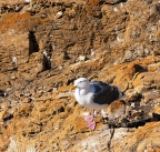 Western Gull resting at East Brother: 1024x973.66666666667
